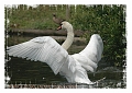 mute swan, mute swans-8